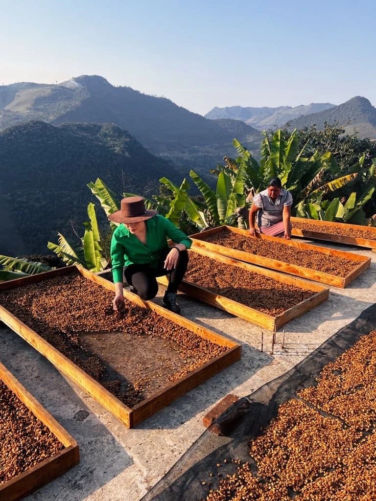 Indonesian Coffee Farmers Harvesting Coffee Cherries