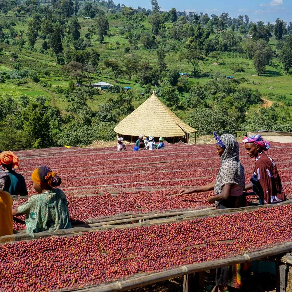 Indonesian Coffee Farmers Harvesting Coffee Cherries