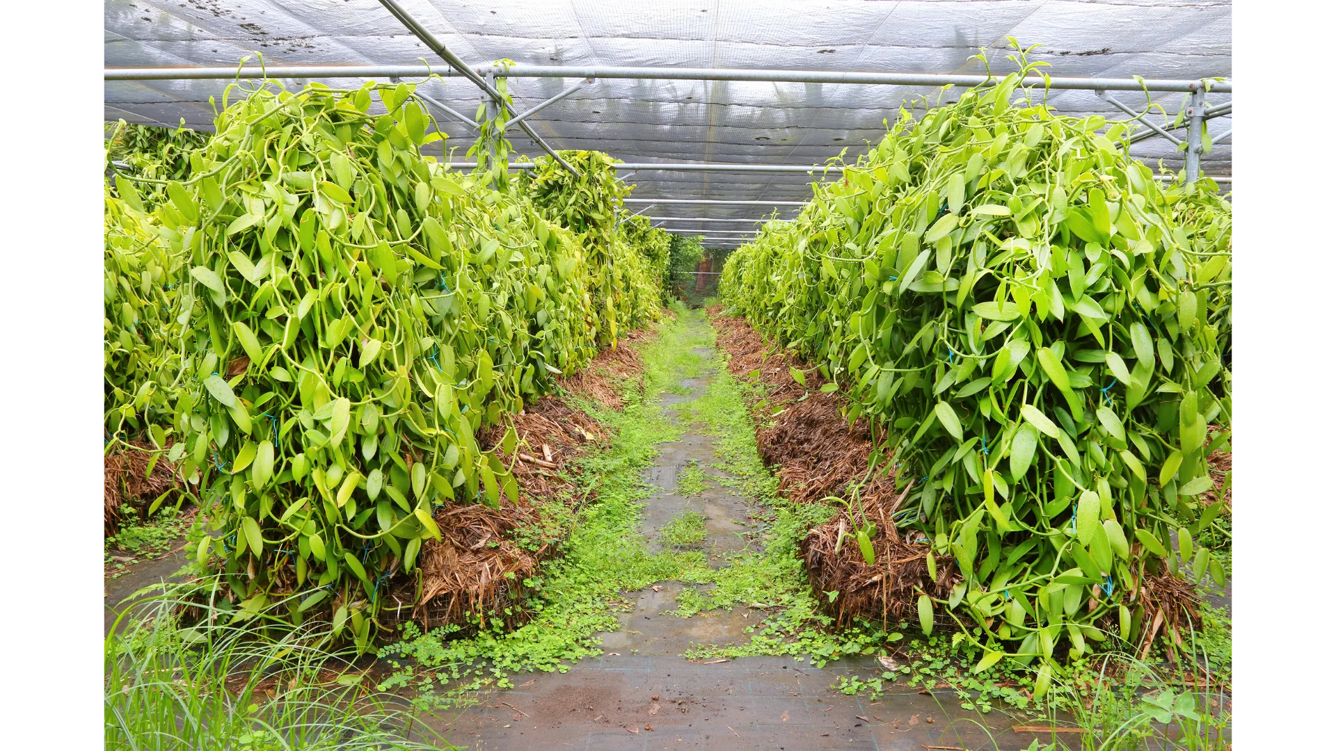 Indonesian Vanilla Farmers Inspecting Vanilla Vines